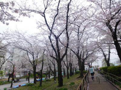 東京２０１７桜　【４】隅田川