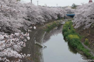 2017 東海の桜【3】山崎川　四季の道