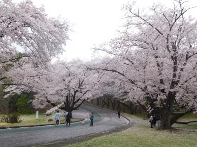 埼玉２０１７桜　【１】稲荷山公園