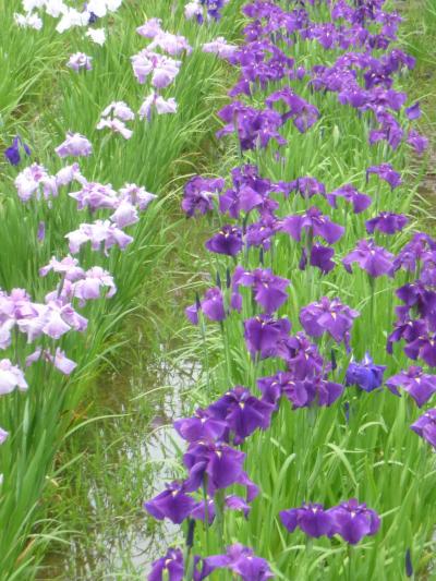 六月の相模原公園・相模原麻溝公園