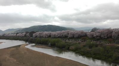 「八幡」京都の桜を巡る旅