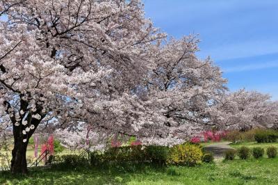 狭山の桜