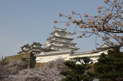 旅するイルカ♪　姫路城　桜へ