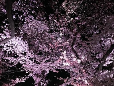 千鳥ヶ淵の桜