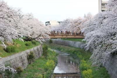 20170409　山崎川の桜