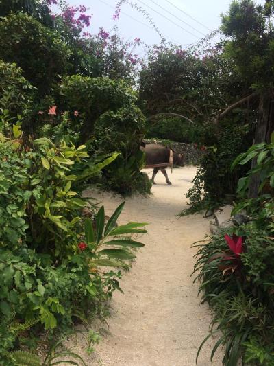 石垣・竹富旅行