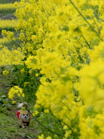 筍のシーズン到来！贅沢な旬の味覚満載の合馬茶屋　