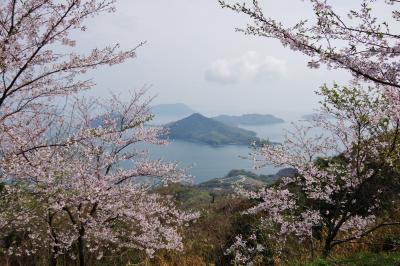 今年もやっぱり紫雲出山へ桜を愛でに。