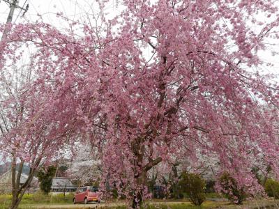 飛鳥から吉野まで桜を追って駆ける