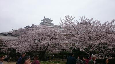 2017.4.8　桜満開のはしごの予定が・・・兵庫県だけに終わる