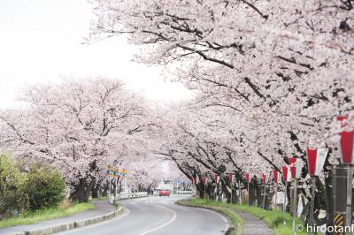 2017 東海の桜【4】鍋田川堤