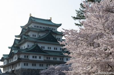 2017 東海の桜【５】名古屋城