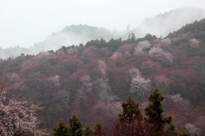 ２０１７奈良の桜巡り