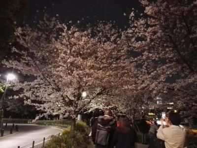 １日遅れの夜桜