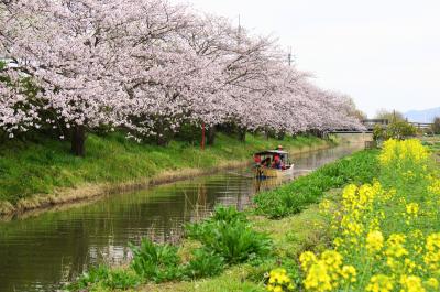 桜が美しい時期に近江八幡へ・・・