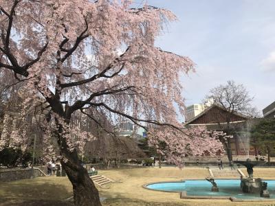 突然のソウル桜 ショートトリップ