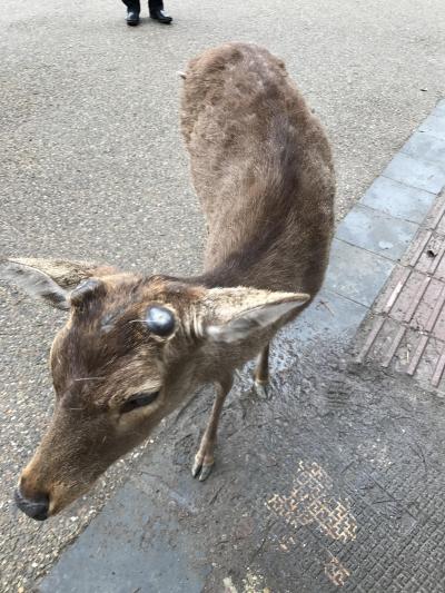 奈良公園(奈良)