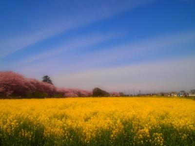 ☆彡春色の二重奏☆彡幸手桜まつり権現堂