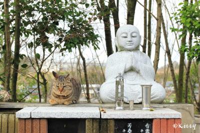 春の福井＆奈良☆かわいい動物巡りの旅(1)＜御誕生寺の猫たち＞