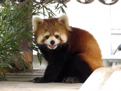 春のレッサーパンダ紀行【１】 姫路市立動物園＆姫路セントラルパーク　やっと会えたね！！佳佳ちゃん＠姫セン 桜満開の姫路城でひなた君とミホちゃんに会ってきました＠姫ズー