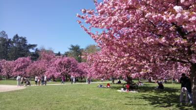 パリ近郊の桜の名所・ソー公園と春のパリ植物園、Fondation de Coubertin（2017年4月）