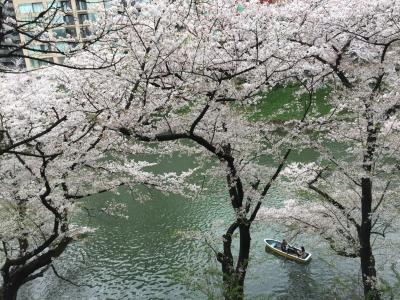 満開の桜咲く中を散策してきました！