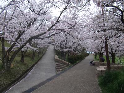 黒鳥山公園の桜
