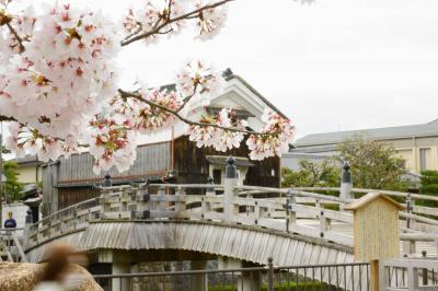 関西のお花見スポットランキング第一位！「背割提」と国宝に選ばれた「石清水八幡宮」がある八幡市をブラリ！