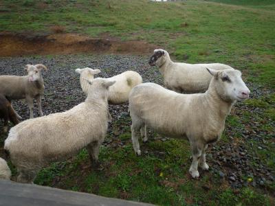 ニュージーランドは羊がいっぱい