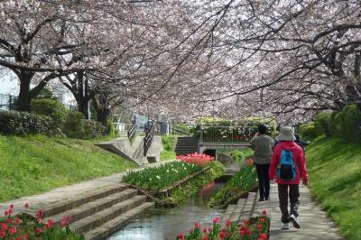 横浜市都筑区水と緑の散策マップ「M折本農地から江川せせらぎ緑道を楽しむコース」をたどる 