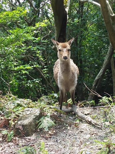 憧れの屋久島へ初上陸