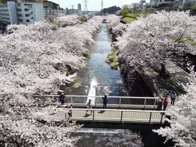 やっぱり好きだなぁ、恩田川の桜