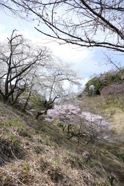 満開の桜を愛でる ー 「多摩森林科学園」を訪ねて