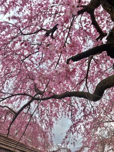 桜を見に日帰りで京都へ