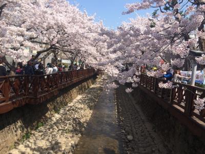 釜山・鎮海の桜まつりへ2-①