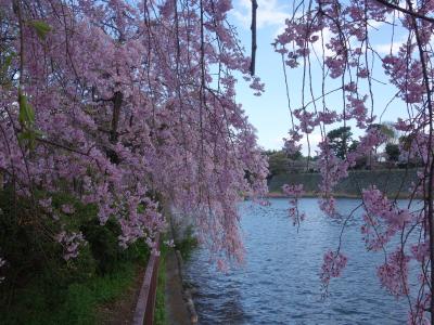 名古屋城の北堀の枝垂桜が満開でした。