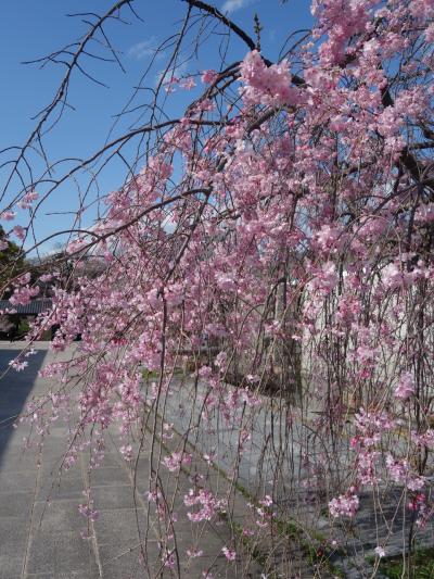 名古屋能楽堂周辺の桜がきれいに満開でした。