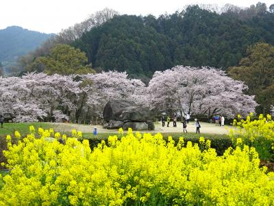 さくら咲く… 大和し うるはし… ◇ 飛鳥から吉野の千本桜へ