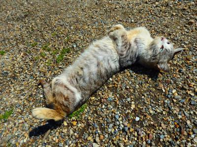 母と行く奈良（何気にちょこっと京都）二日目は鹿。。猫猫♪