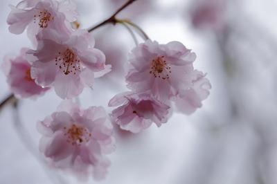 吉野山の桜  ～小雨に彩られた情景～