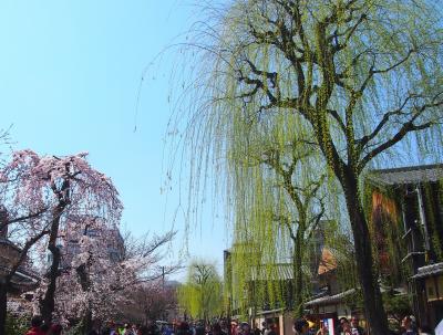 青春１８きっぷの旅　２０１７年春　桜を求めて京都へ　〈３〉　～八坂神社・祇園白川など～