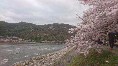 京都・嵐山の桜を見に。