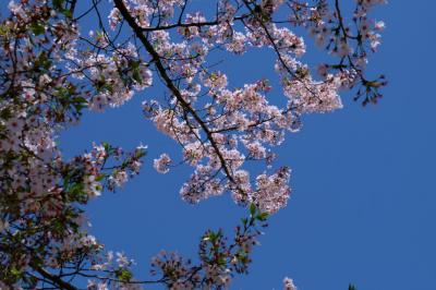 街の小さな公園[赤羽公園]にも桜が咲きました。