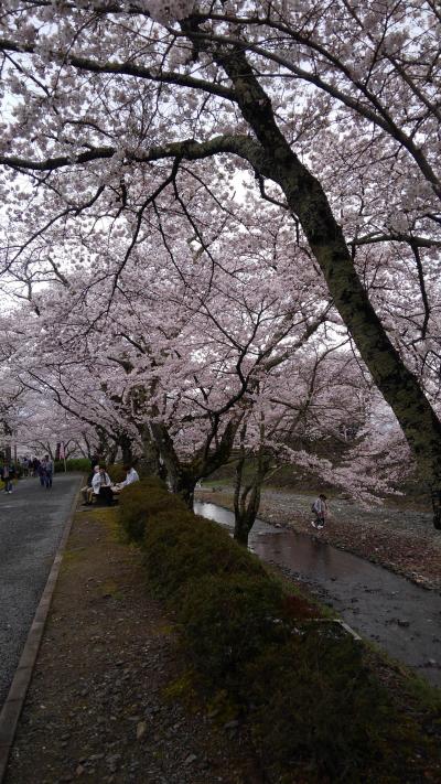 2017七谷川の桜