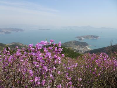 巨済島　テグムサンのツツジを見に行く～成功編