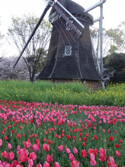 名城公園のチューリップがきれいでした。もちろん桜も満開でした。