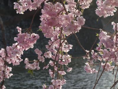 夕陽に映える枝垂桜の良い写真が撮れました。予想以上でした。