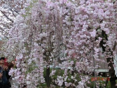 2017年4月＊1週間だけの☆造幣局桜の通り抜け☆