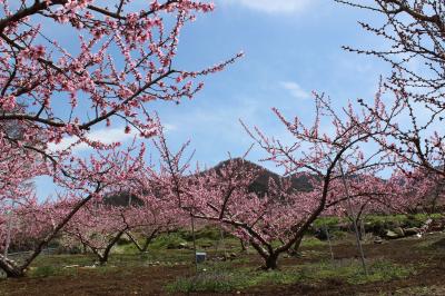 桃の花と日本最古のワイナリーを訪ねて