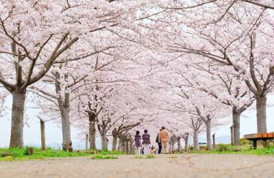 おの桜づつみ回廊